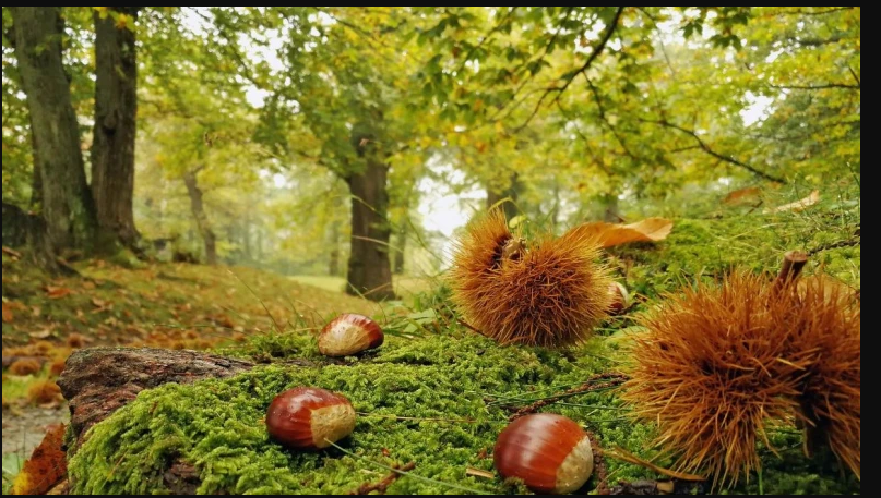 Con il Centro Cardnali sabato 22 ottobre 2022 alla ricerca di castagne a Pian Castagnaio