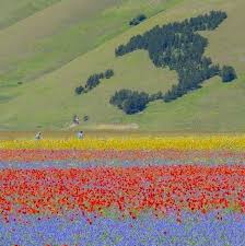 Il 28 giugno 2023 il Centro Cardinali va  a Castelluccio di Norcia a vedere la sua fiorita, uno spettacolo indimenticabile.